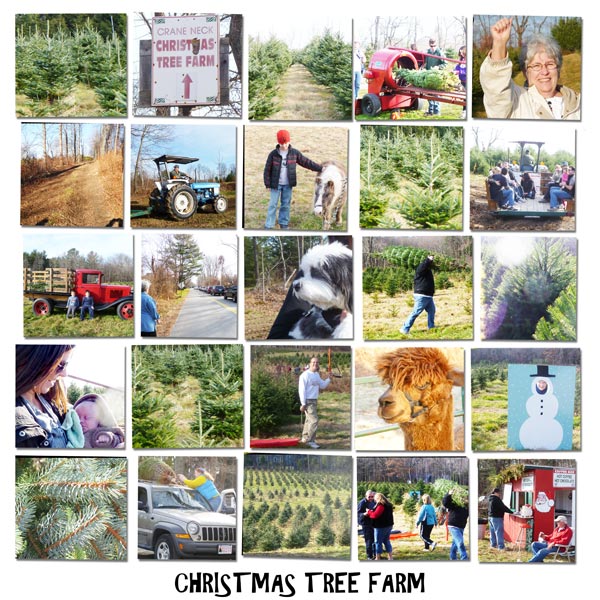 Christmas Tree Farm