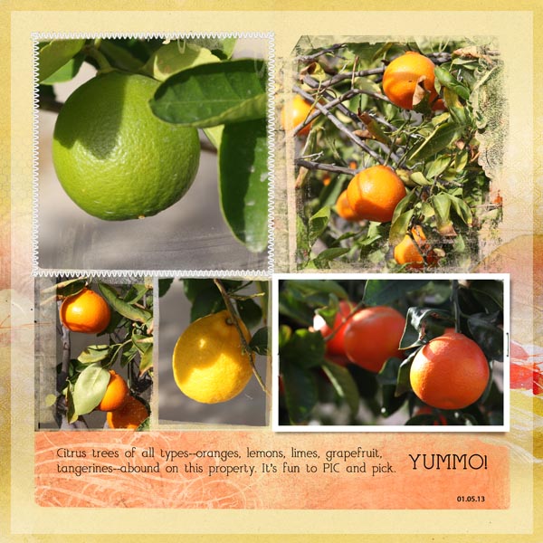 Citrus Trees