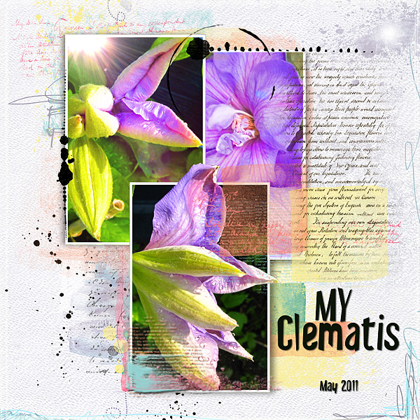 Clematis