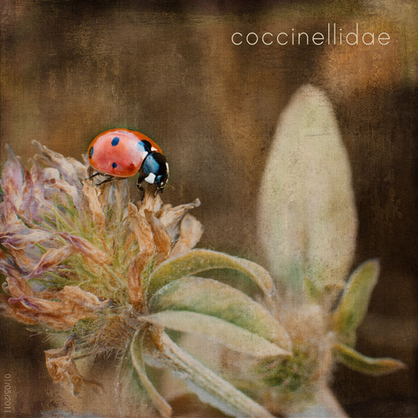 coccinellidae