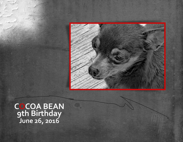 Cocoa Bean 9th Birthday