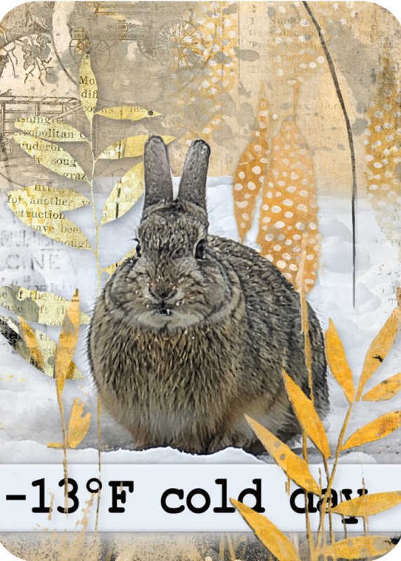 Cold Day (Bunny, ATC)