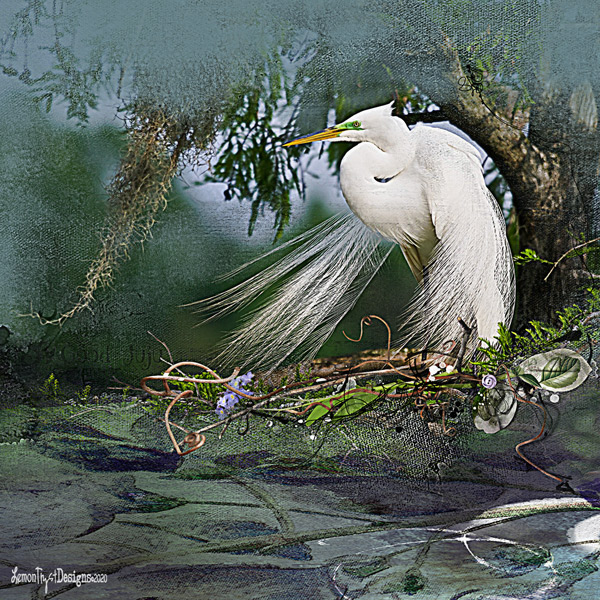 Colorful Egret