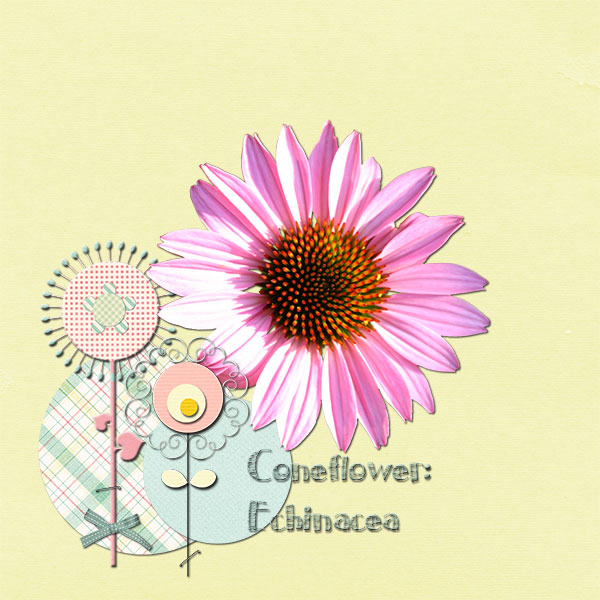 Coneflower