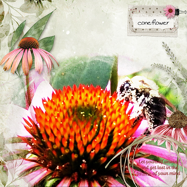 coneflower