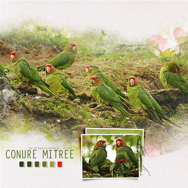 Conure mitre