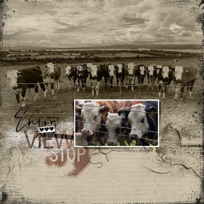 Cows