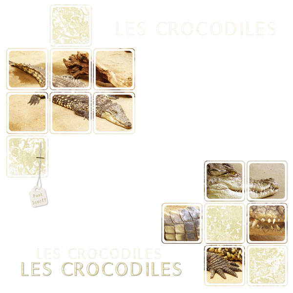 crocodiles