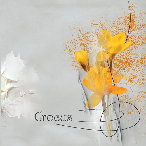 Crocus