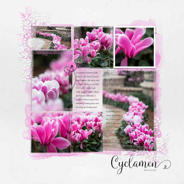 Cyclamen