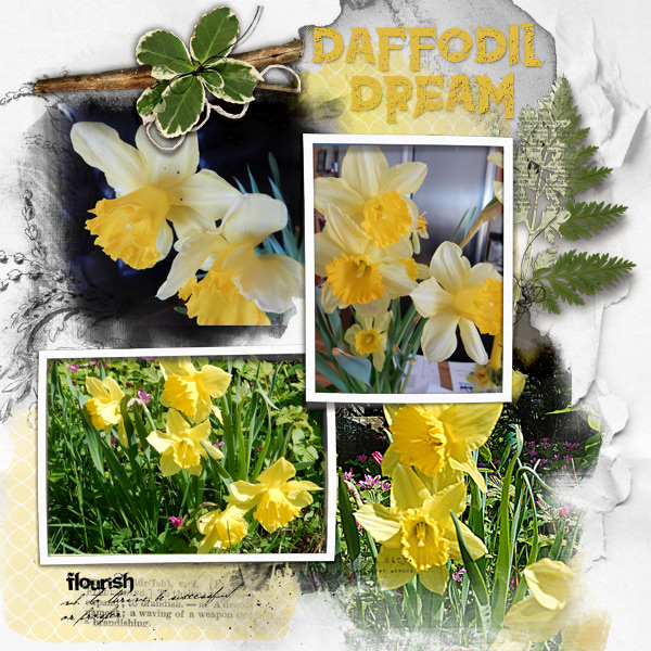 Daffodil-dream.jpg