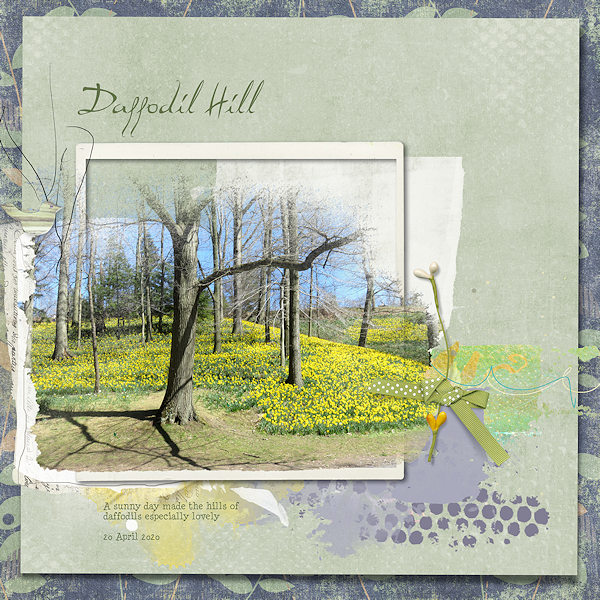 Daffodil Hill