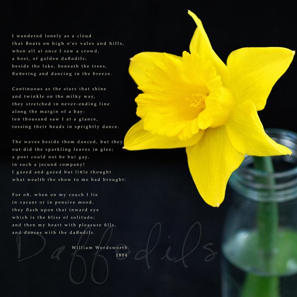 Daffodil