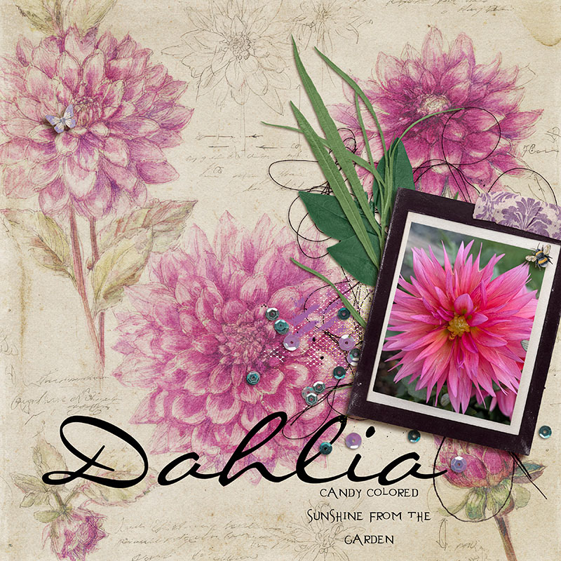 dahlia.jpg