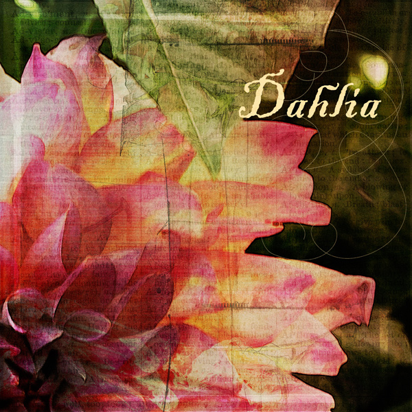 Dahlia