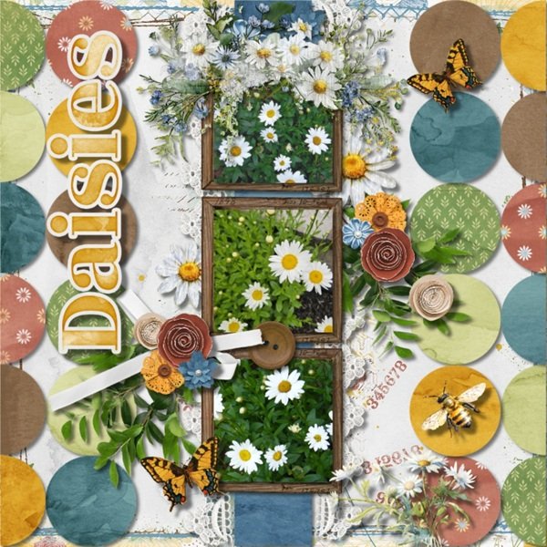 Daisies Galore