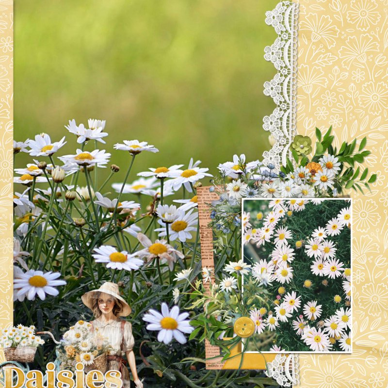 Daisies.jpg