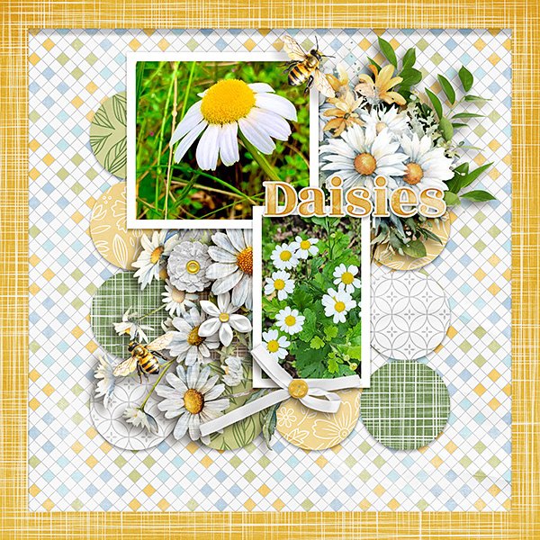 Daisies.jpg