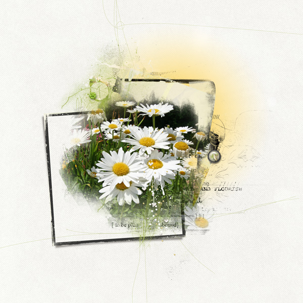 Daisies