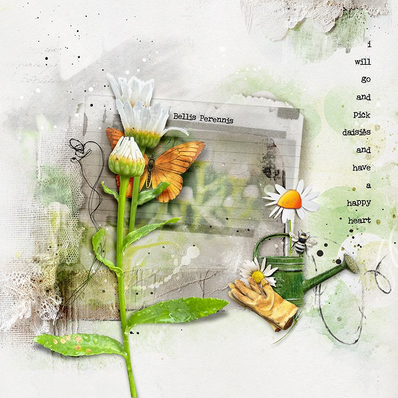 Daisies