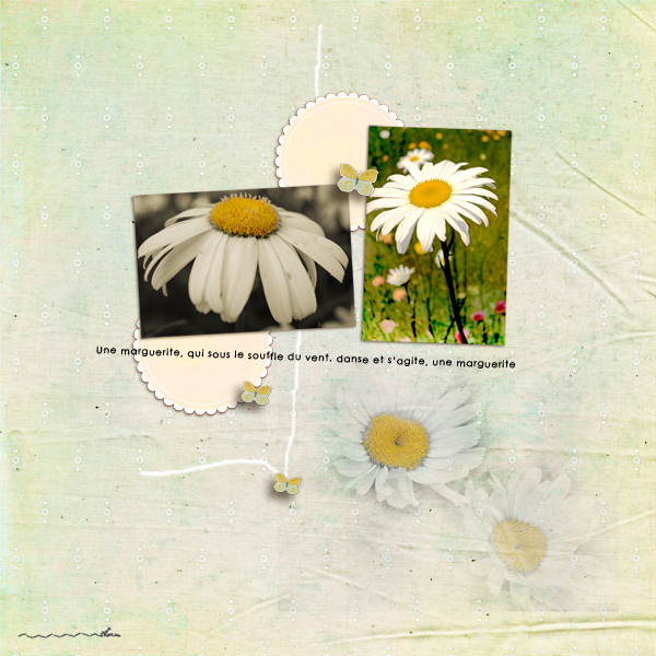 Daisy