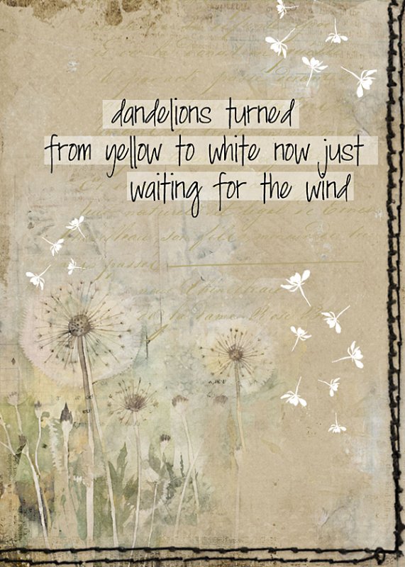 dandelions