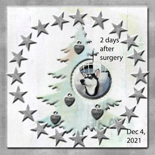 Day 1 - Tree - 2021-12-04-myla-day-3-surgery.jpg