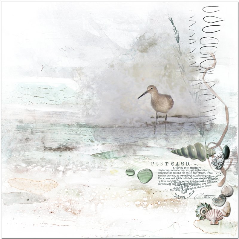 Day 10 - Eastern Willet