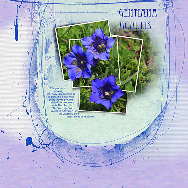 Day 2 - Gentian