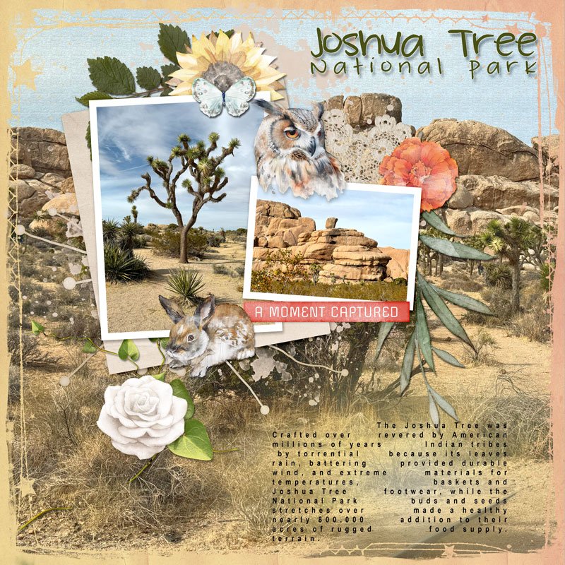 DAY-2-JUNE-8-TEMPLATE_Joshua-Tree-Nat'l-Park
