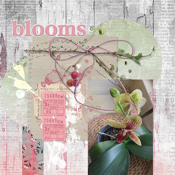 Day 4 - Orchid Blooms