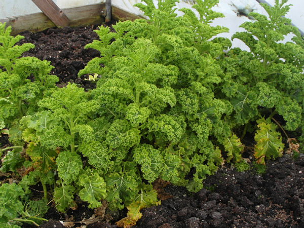 day 6 - curly kale