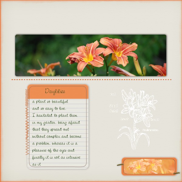 Daylilies