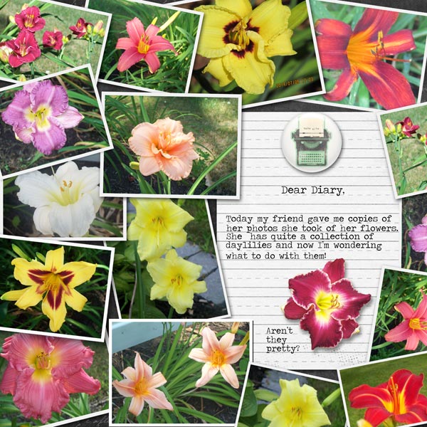 Daylilies