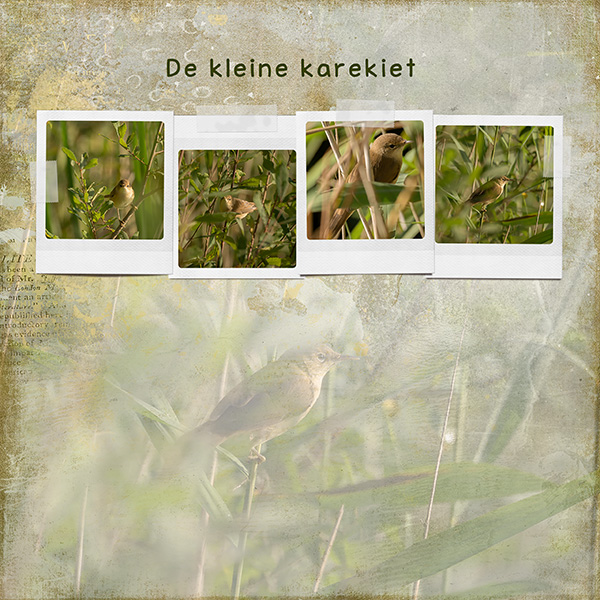 de kleine karekiet copy.jpg