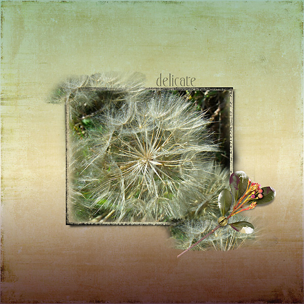 Delicate