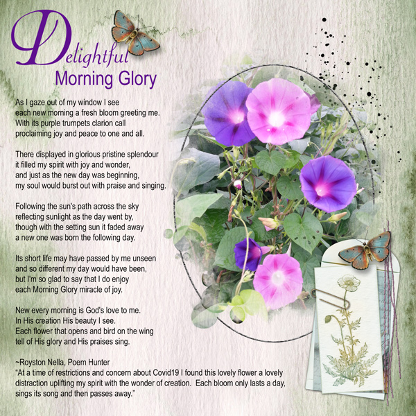 Delightful Morning Glory