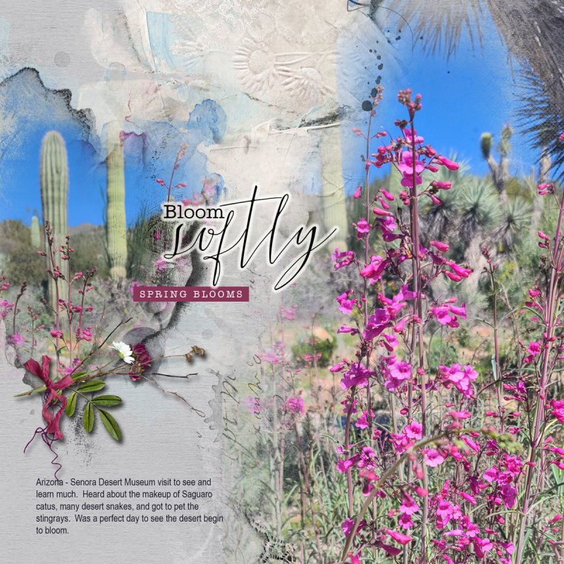 Desert-Museum-March-2024