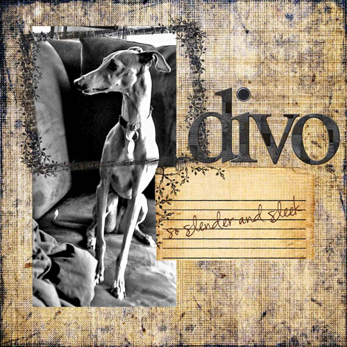 Divo