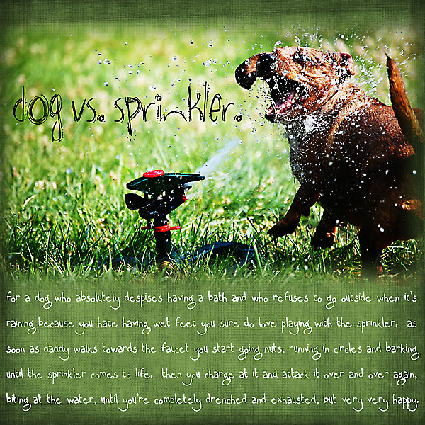 Dog vs. Sprinkler