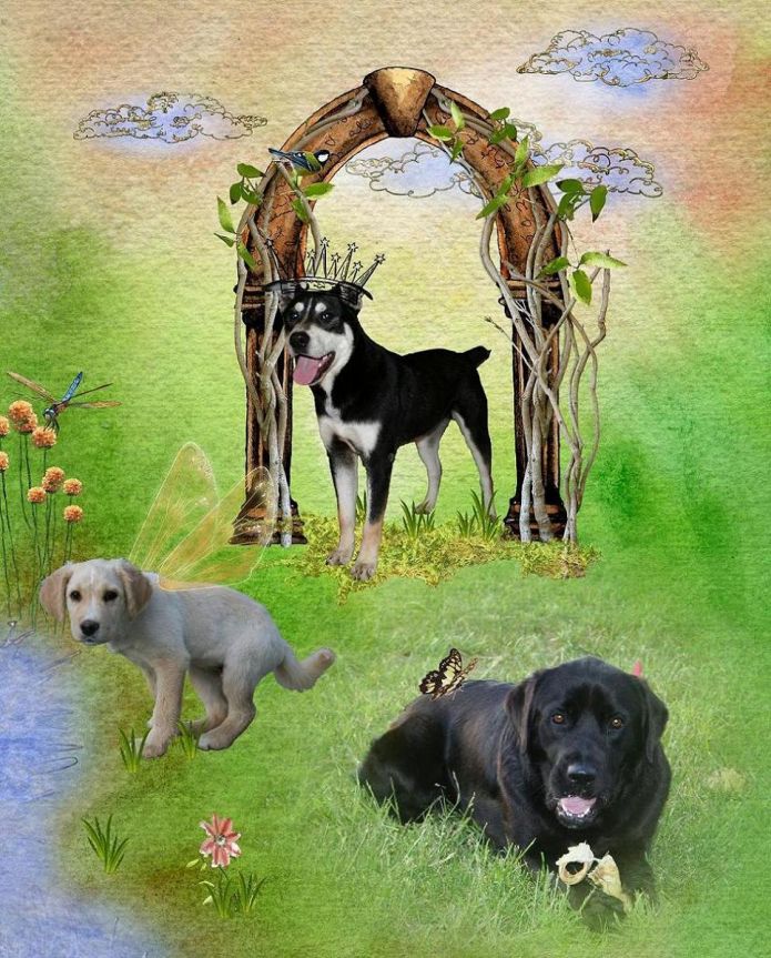 Dogs in Fairyland