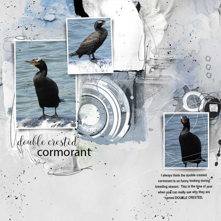double crested cormorant (breeding plumage)