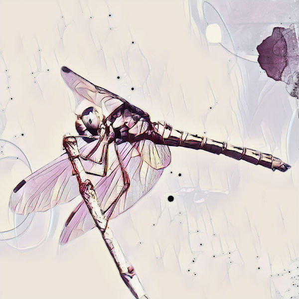 Dragonfly on a branche...