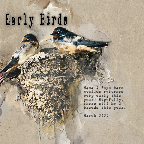 Early Birds