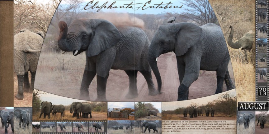 Elephants of Entabeni