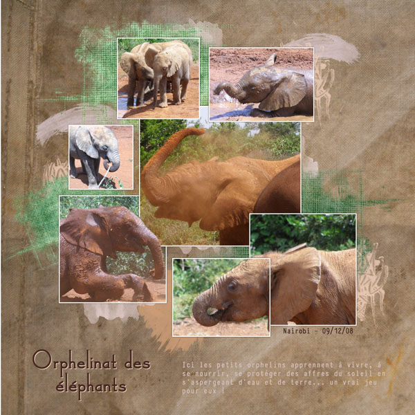 elephants orphanage