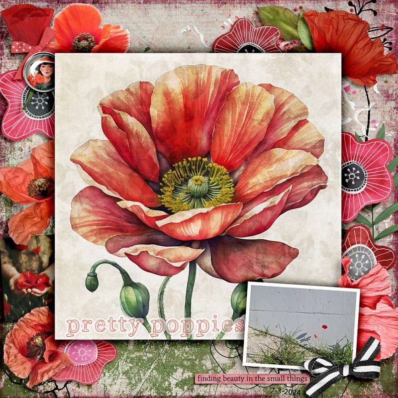 ewright Pretty poppies.jpg