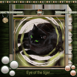 Eye of the tiger