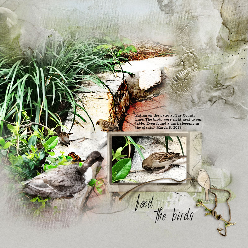 Feed The Birds