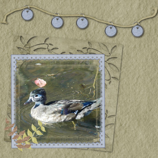 Female Wood Duck